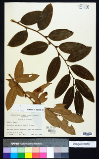 Leucothoe axillaris image