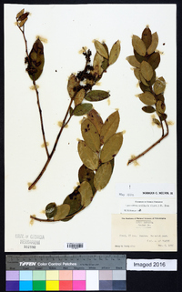 Leucothoe axillaris image