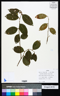 Leucothoe axillaris image