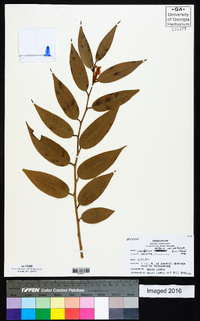 Leucothoe axillaris image