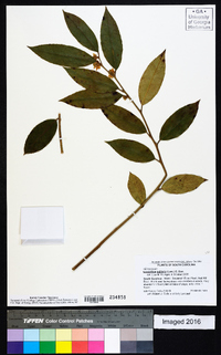 Leucothoe axillaris image