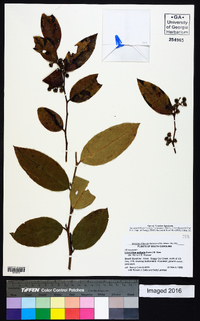 Leucothoe axillaris image