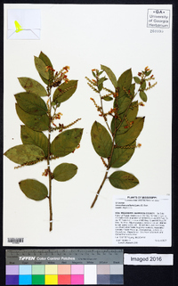 Leucothoe axillaris image