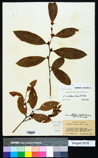 Leucothoe axillaris image