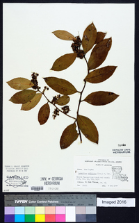 Leucothoe axillaris image