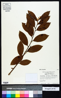 Leucothoe axillaris image