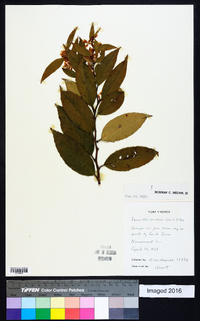 Leucothoe axillaris image