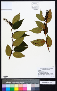 Leucothoe axillaris image