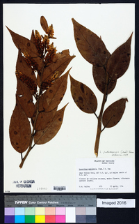 Leucothoe fontanesiana image