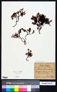 Loiseleuria procumbens image