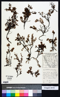 Loiseleuria procumbens image