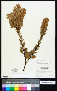 Lyonia fruticosa image