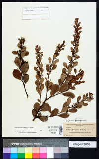 Lyonia fruticosa image