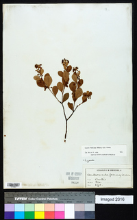 Lyonia fruticosa image