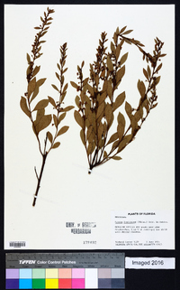 Lyonia fruticosa image