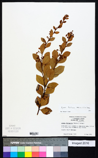 Lyonia fruticosa image