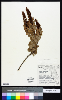 Lyonia fruticosa image