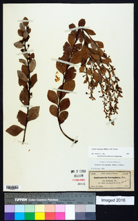 Lyonia fruticosa image
