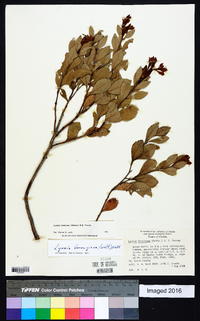 Lyonia fruticosa image