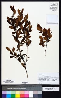 Leucothoe axillaris image