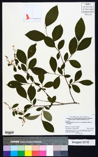 Lyonia ligustrina var. foliosiflora image