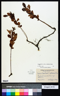 Lyonia ligustrina var. foliosiflora image