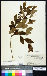 Lyonia ligustrina var. ligustrina image