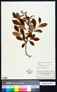 Lyonia ligustrina var. foliosiflora image