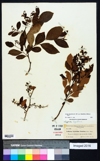 Lyonia ligustrina var. foliosiflora image