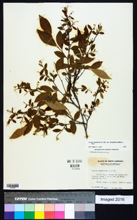 Lyonia ligustrina var. foliosiflora image