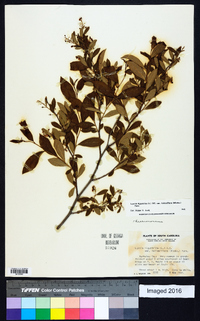 Lyonia ligustrina var. foliosiflora image