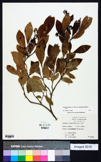 Lyonia ligustrina var. foliosiflora image