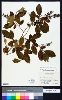 Lyonia ligustrina var. foliosiflora image