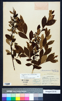 Lyonia ligustrina var. foliosiflora image