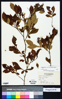 Lyonia ligustrina var. foliosiflora image