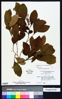 Lyonia ligustrina var. foliosiflora image