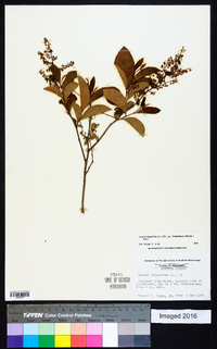 Lyonia ligustrina var. foliosiflora image