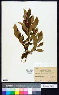 Lyonia ligustrina var. ligustrina image