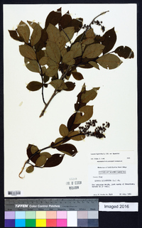 Lyonia ligustrina var. ligustrina image