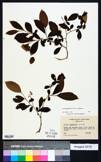 Lyonia ligustrina var. ligustrina image