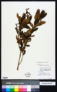 Lyonia ligustrina var. ligustrina image