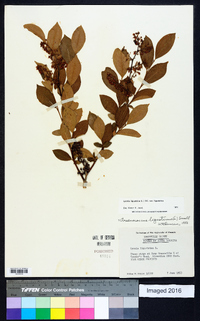 Lyonia ligustrina var. ligustrina image