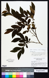 Lyonia ligustrina var. ligustrina image
