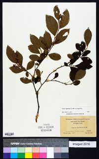 Lyonia ligustrina var. ligustrina image