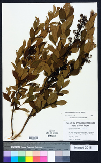 Lyonia ligustrina var. ligustrina image