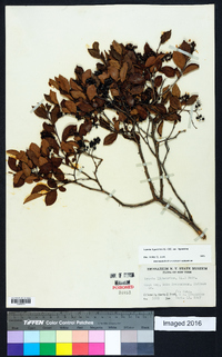 Lyonia ligustrina var. ligustrina image