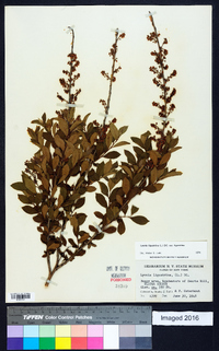 Lyonia ligustrina var. ligustrina image