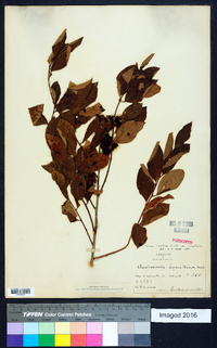 Lyonia ligustrina var. ligustrina image