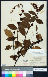 Lyonia lucida image