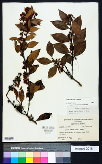 Lyonia lucida image